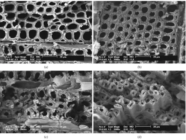 Figure 2. SEM images in cross-sections of sapwood. In (a) Pole 7, (b) Pole 6, (c) Pole 4 and (d) Pole 27.