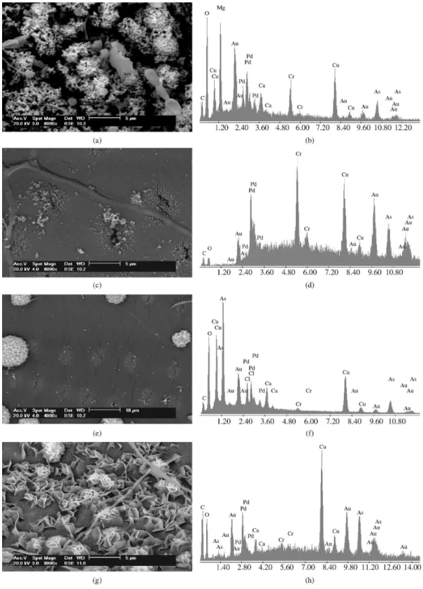 Figure 5. SEM images of the sapwood region with CCA. In (a) sample from pole (12), (b) EDS analysis of the precipitate in region 1