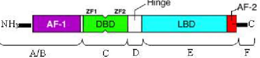 Fig. 4.1 - Esquema da estrutura/domínios comuns dos RN. Seis domínios (A a F): A/B contém o N- N-terminal e o domínio de ativação AF-1(activation function 1); C é o domínio de ligação ao DNA (DBD  - DNA-binding domain), constituído por dois zinc fingers (Z