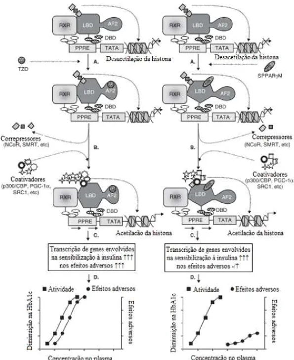 Fig. 5.3 - Modelo hipotético do mecanismo de ação dos SPPARγM. No estado não ligado o PPARγ  está ligado ao PPRE do gene alvo na forma de heterodímero com o RXR, ao qual está associado um  complexo  correpressor  com  atividade  de  histona  desacetilase  