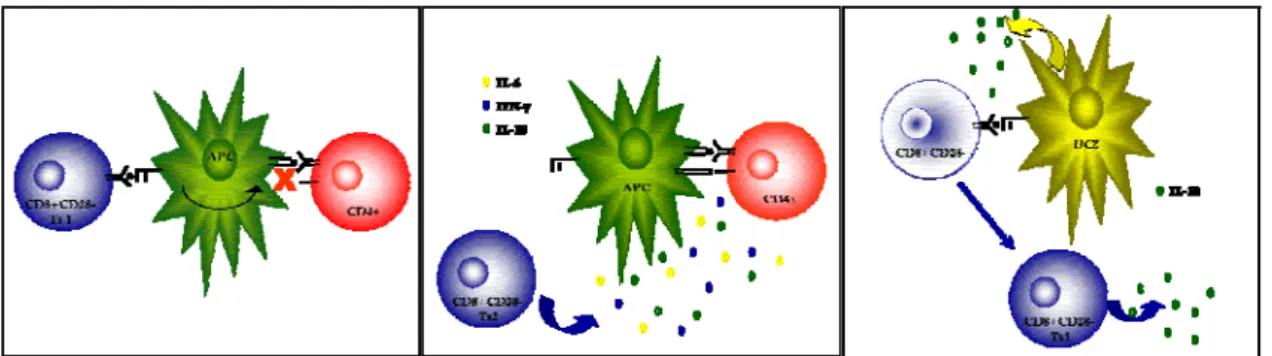 Figure 1 – Schematic representation of the mode of action of different suppressor T cells