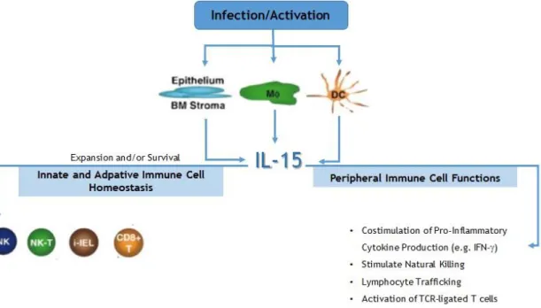 Figure  1.  IL-15  production  and  functions.  Multiple  cell  types  elaborate  IL-15,  including  activated  monocytes/macrophages,  dendritic  cells  and  epithelium  as  well  as  constitutive  production  by  bone  marrow  stromal  cells