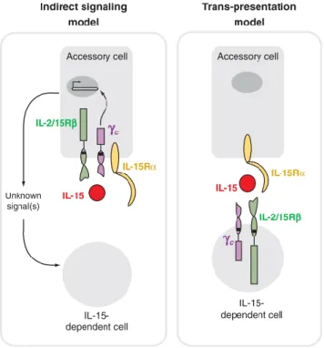 Figure  2.  Trans-presentation  of  IL-15.  IL-15R  has  two  general  mechanisms  that  may  explain  the  noncell-autonomous role of IL-15R in supporting IL-15 dependent cells