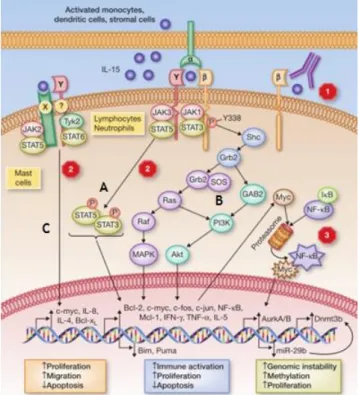 Figure 3a. Intracellular signaling by IL-15. In one scenario (A and B) IL-15 binds to its high-affinity IL- IL-15R  expressed  on  an  antigen-presenting  cell  and  in  turn  is  presented  in  trans  to  the  IL-2/15R 