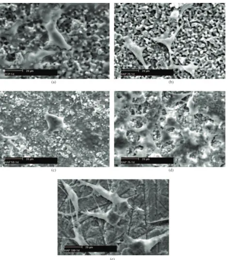 Figure 5. Scanning electron micrographs (in detail) of FMM1 cells grown on sintered HAp/TCP ceramic substrates after 1 day cell culture