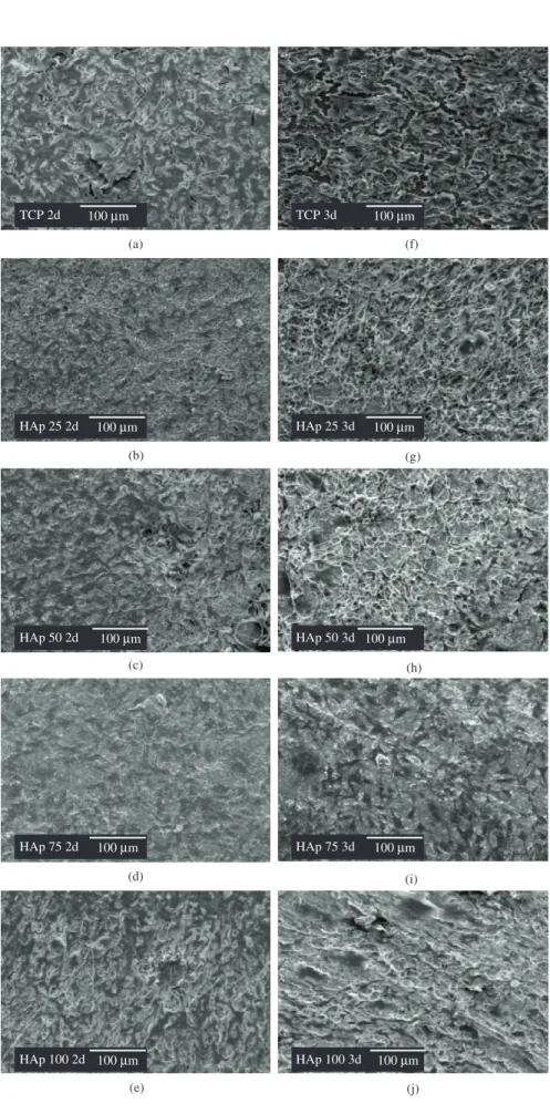 Figure 6. Scanning electron micrographs of FMM1 cells grown on sintered HAp/TCP ceramic substrates after 2 and 3 days cell culture