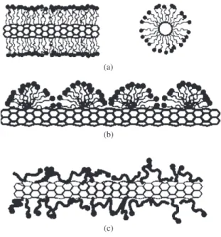 Figure 1. Models of the CNT/surfactant interaction: a) helices  or double helices; b) hemimicellar adsorption of a surfactant; 