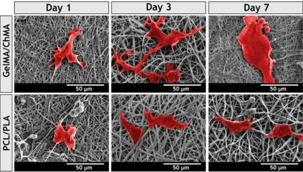 Figure 10. SEM micrographs of NHDF cells morphology adhered on the surface of the different  produced membranes, after 1, 3 and 7 days
