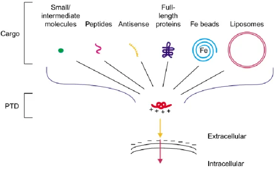 Figure  I.4  –  Schematic  representation  of  cargo  variety  covalently  linked  to  arginine- arginine-dependent protein transduction domains (PTDs)