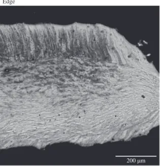 Figure 2. Grain structure in the region near the bottom of a sample  processed by HPT for 1/4 turn at 463 K 12 .