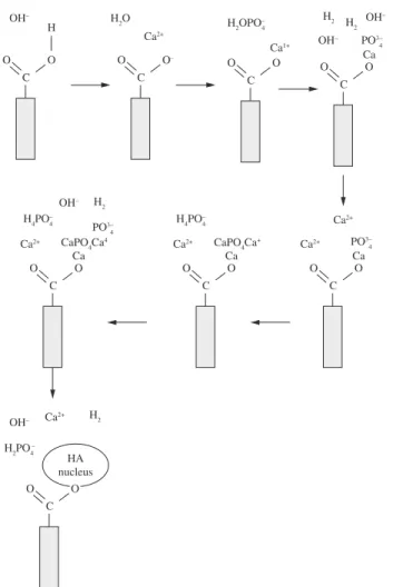 Figure 2. Schematic illustration of plate-like nHAp crystals formation and dissolution during direct electrodeposition on VAMWCNT-O 2 s  surfaces based on Lobo et al model 18 .