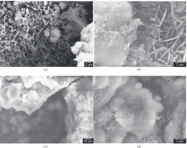 Figure 3 shows SEM micrography of nHAp/