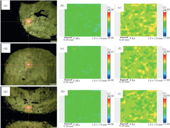 Figure 4. µEDX mapping of Ca and P for 7days (a, b, c), 14 days (d, e, f) and 21 days (g, h, i).