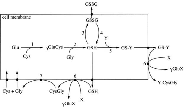 Figure  1:  Pathways  of  GSH  metabolism.  Y  represents  a  GSH  substrate,  while  X  represents  a  γ-Glutamil  moiety  acceptor