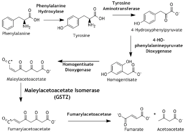 Figure 3: Aromatic Amino Acids Catabolism. GSTZ1-1 has Maleylacetoacetate Isomerase activity, catalyst  of the penultimate reaction in this catabolic pathway