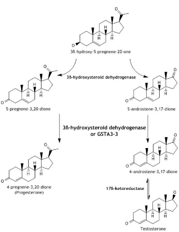Figure 4: Synthesis of Steroid Hormones. GSTA3-3 acts  as  a highly efficient keto-steroid isomerase  and  only exists at steroid producing tissues