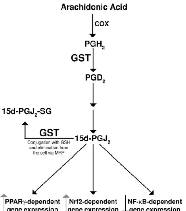 Figure  5:  Regulation  of  Prostaglandins  signalling  by  action  of  GSTs,  and  the  transcription  factors  that  may be activated or inhibited by them