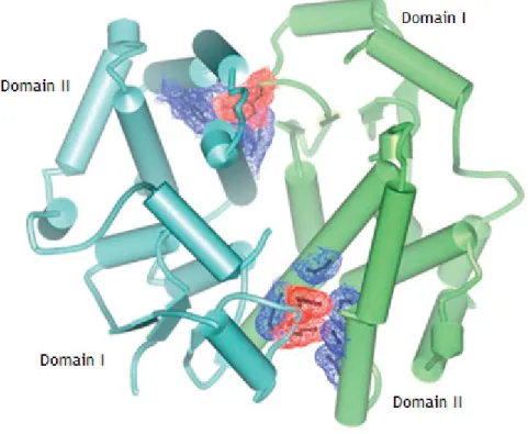 Figure  6:  Ball-and-socket  Interactions  between  GST  monomers.  Red  and  blue  regions  are  the  ball  and  the socket, respectively