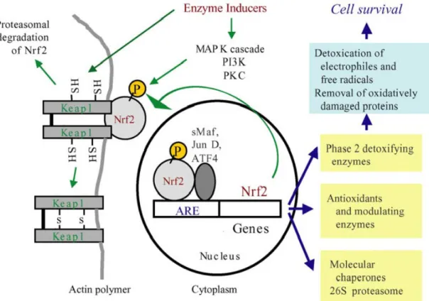 Figure 7: Schematic representation of the Nrf2-Keap1 gene expression regulation. The Keap1 complex,  due  to  its  E3  ubiquitin  ligase  activity,  constantly  bind  and  marks  Nrf2  for  degradation