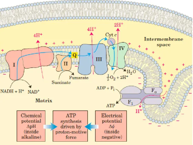 Figure  8:  The  electron  transport  chain,  in  the  inner  membrane  of  mitochondrion