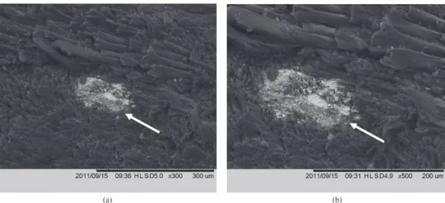 Figure 10. SEM micrographs of sugarcane bagasse and castor oil resin particleboard (T1): a) 300× magnification, and b) 500× magnification.