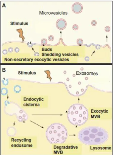 Fig.  5  –  Mecanismos  moleculares  de  libertação  de  exossomas.  (Figura  adaptada  de  Muller  2012a)