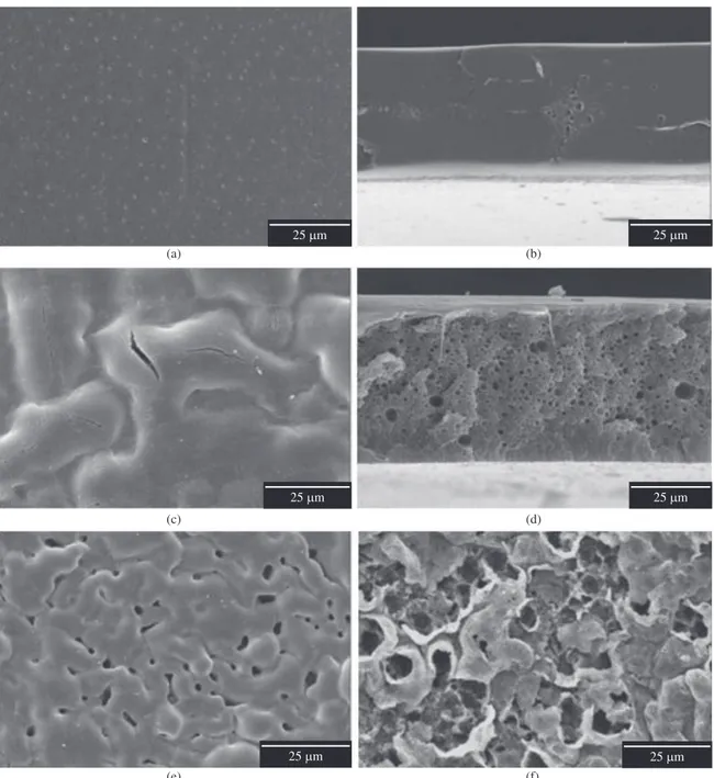 Figure 4. Scanning Electron Micrographs of membranes of PLDLA depending on the time of degradation in vitro
