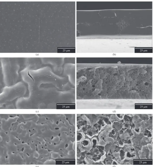 Figure 4. Scanning Electron Micrographs of membranes of PLDLA depending on the time of degradation in vitro