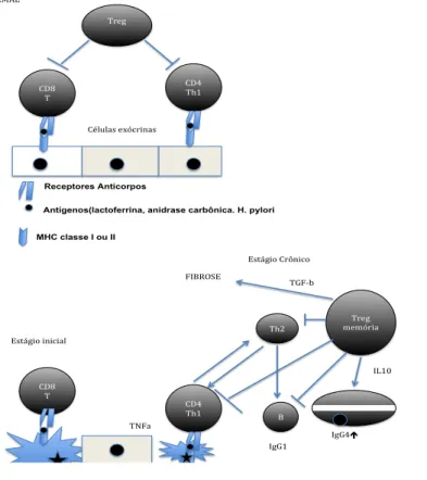 Figura 9 – Modelo de Okasaki para a etiopatogenia da PAI. 