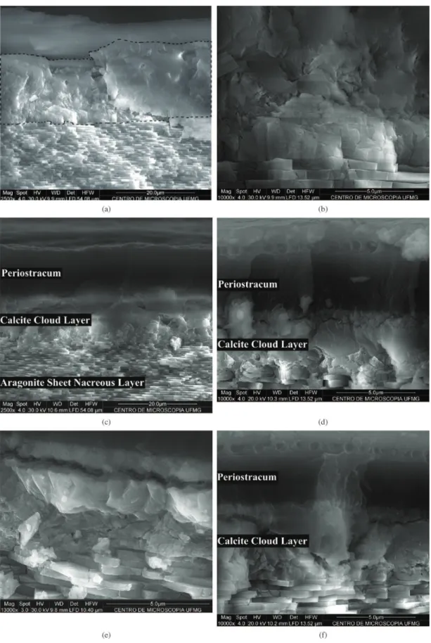Figure 4. Detail of the calcite layer without defined microstructure; (a) in the upper part is the layer with cloud form composed of calcite  (calcite cloud layer – inside the dotted square) and the aragonite sheet nacreous layer; (b) – the calcite cloud l