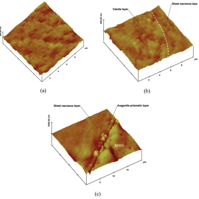 Figure 6. AFM images of a shell layers (a) – sheet nacreous layer (b) – intersection between the sheet nacreous layer and calcite layer  (c) – intersection between the sheet nacreous layer and aragonite prismatic layer.