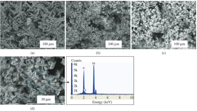 Figure 7. Micrographs regarding the fracture area of the blocks after different conversion times