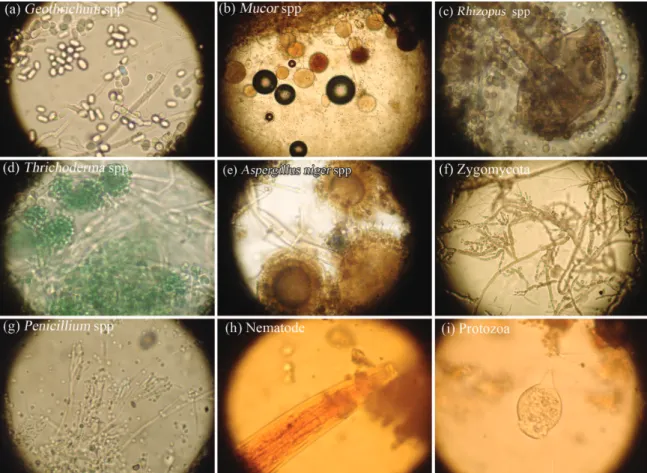 Figure 3. Microorganisms identify during exposure of polyethylene samples in simulated soil: (a) Geothrichum spp, (b) Mucor spp,  (c) Rhizopus spp (d) Trichoderma spp, (e) Aspergillus niger spp, (f) Zygomycota, (g) Penicillium spp, (h) nematode and (i) pro