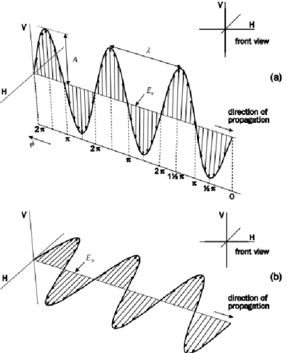 Figura 2.5. Representações lateral e frontal do campo elétrico de uma onda eletromagnética