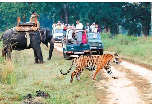 Fig. 33 - Exemplo de Turismo de vida selvagem – India; Fonte: WEB 11; Autor: desconhecido.