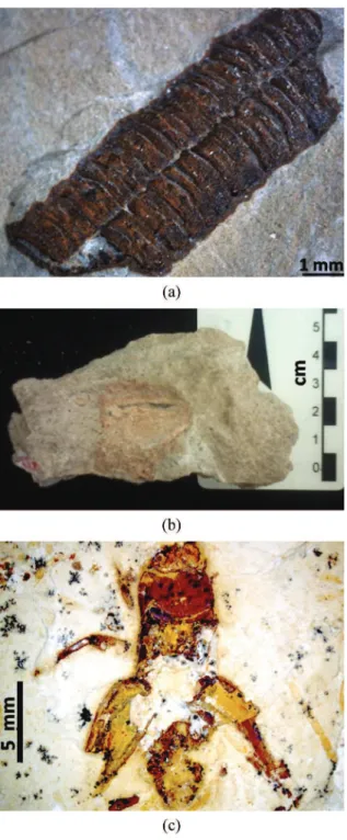 Table 1 presents the comparison between the IR  relectance bands of the fossil of  C. werneri and its rock  matrix  (Figure 3)