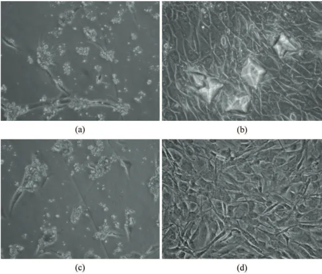 Figure 4. ALP expression level on pure collagen microspheres and  drugs-encapsulated collagen microspheres after 7 days of culturing