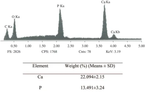 Figure 6. Energy dispersive X-ray analysis on MC3T3-E1 cells cultured together with collagen microspheres encapsulating steroidal  saponins at 10 days post differentiation
