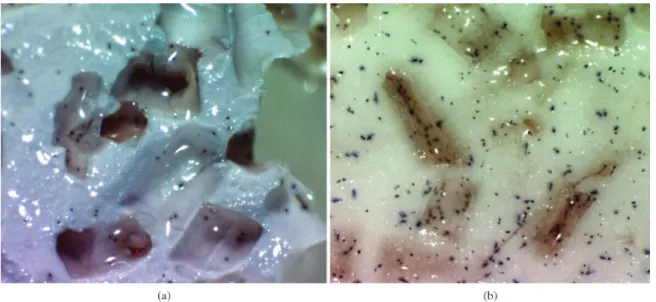 Figure 6. HA/TCP scaffold after 14 days in contact with Sörensen buffer solution. (a) External surface; (b) Fracture surface where, TCP: 