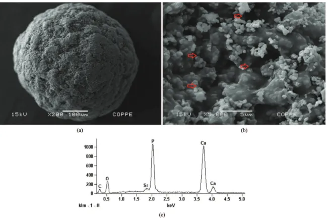 Figure 3. SEM images of the ALG/β-TCP/Sr microspheres: (a) original magnification = 200 x; (b) Arrays show the porous surface with  5k of magnification and (c) EDS spectrum.