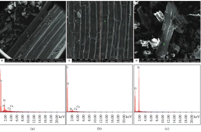 Figure 2. SEM micrographs and EDS of sugar cane bagasse after washing.