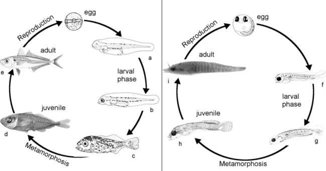 Figure  1.1  Life  cycle  of  a  pelagic  (Trachurus  trachurus)  and  a  benthic  fish  (Lepadogaster  lepadogaster),  showing different developmental stages