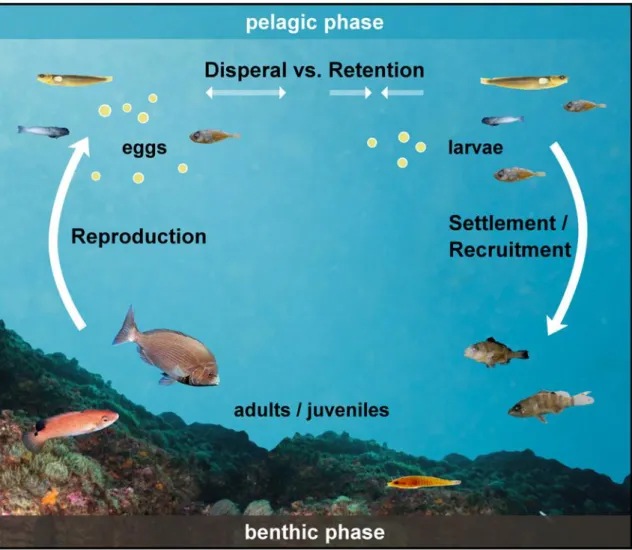 Figure 1.2 Reef fish life cycle. Different temperate fish species of the study area are presented