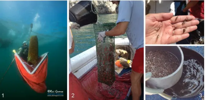Figure 2.4 Images of the sampling process. 1: retrieval of a water column collector with a BINCKE net, 2-4: 
