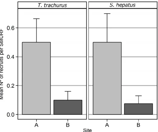 Figure  2.6  Mean  recruit  abundance  of  T.  trachurus  and  S.  hepatus  in  plastic  filled  bottom collectors