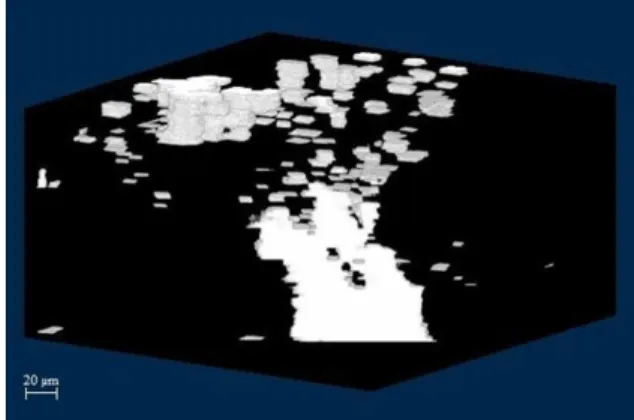 Figure 8. Example of tortuosity parameter calculation using 3D reconstructed images of large pores.