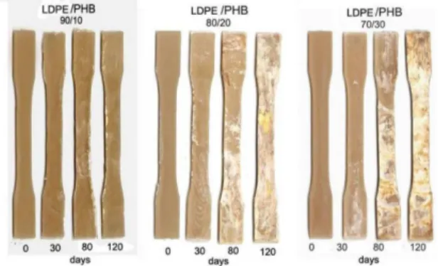 Figure 3 shows the percentage of loss of mass of LDPE /  PHB binary blends in different intervals of time.