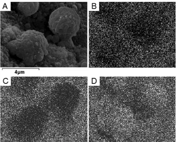 Figure 6. SEM  micrograph  of  agglomerates  (A)  on  NiO/NiAl 2 O 4  after reactivity tests performed with the second procedure and  corresponding EDX analyses