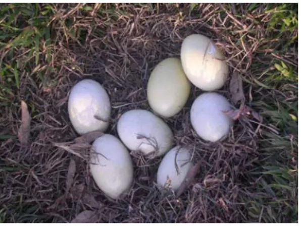 Figura 1.1 - Diferente coloração dos ovos de ema (Rhea americana) de acordo com o tempo de postura