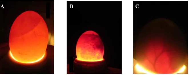 Figura 1.1 - Avaliação dos ovos através do ovoscópio: (A) ovo não fertilizado, (B) ovo contaminado e (C)  desenvolvimento embrionário no 22º dia de incubação